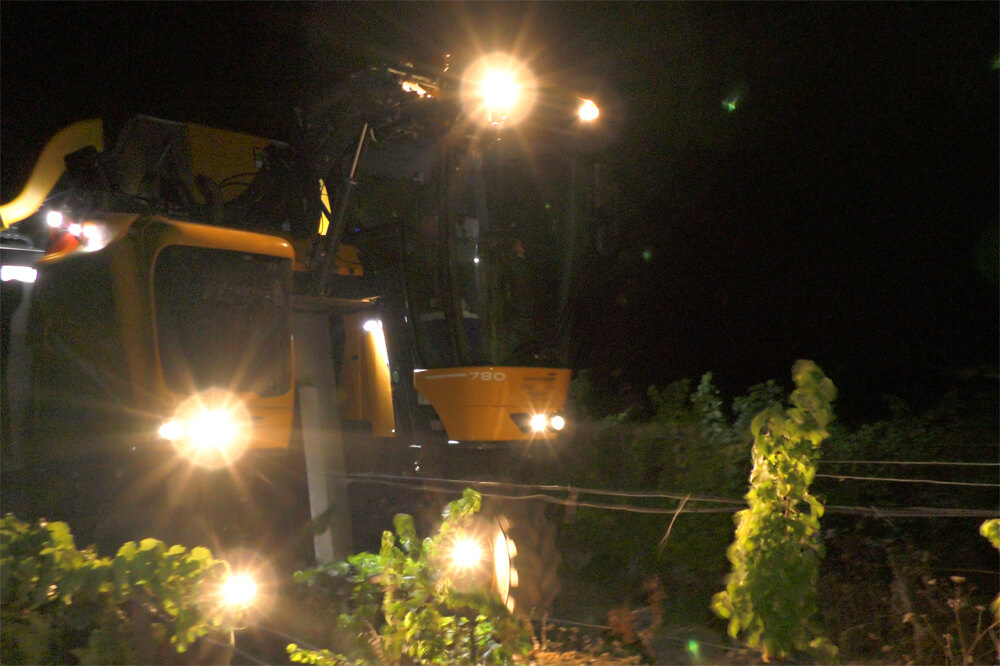 Vendanges de nuit